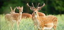 Khao Yai National Park