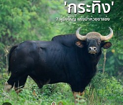 Khao Yai National Park