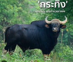 Khao Yai National Park