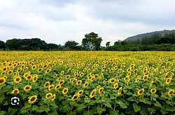 Sunflowers at Manee Sorn Farm